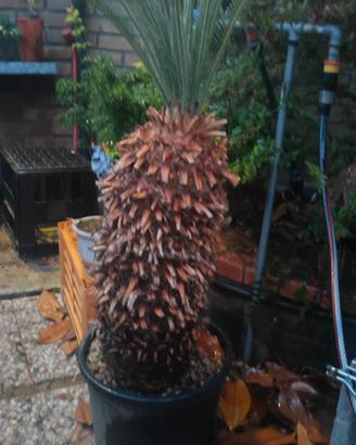 cycas