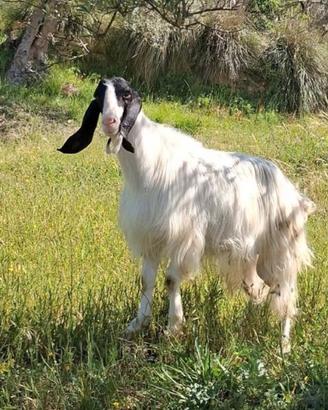 Becco maltese