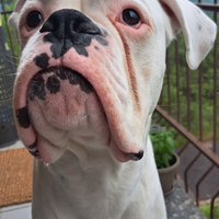 Oliver boxer maschio per compagna