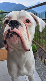 Oliver boxer maschio per compagna