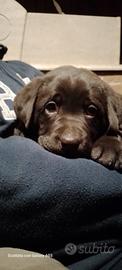 Cuccioli di Labrador Retriever cioccolato