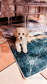 Cane Barboncina 2 mesi con vaccini