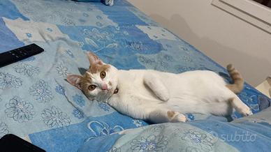 Gattina