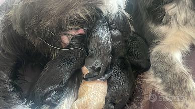 Cuccioli di border collie