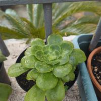 Piante grasse o succulente o aloe