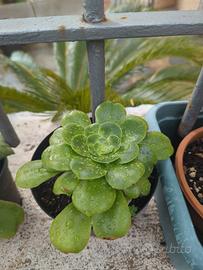 Piante grasse o succulente o aloe