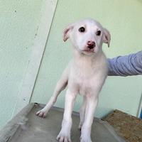 Bernie cucciolo taglia medio grande