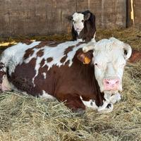 Vacca Valdostana con vitello