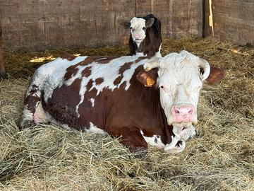 Vacca Valdostana con vitello