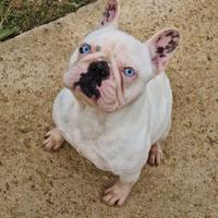 Bulldog francese femmina adulta caille