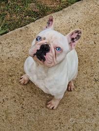 Bulldog francese femmina adulta caille