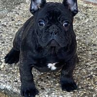 Allevamento cuccioli con pedigree bulldog francese