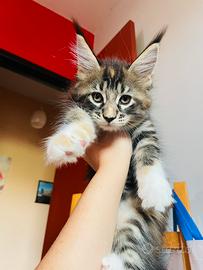 Cuccioli mainecoon