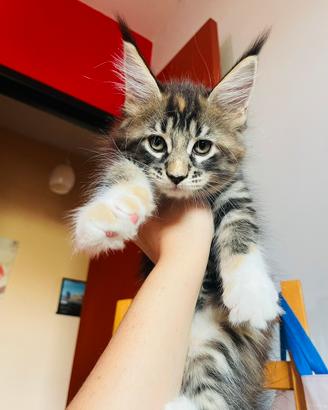 Cuccioli mainecoon