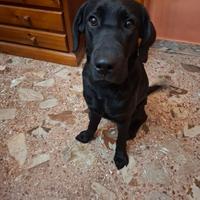 Cucciolo di labrador