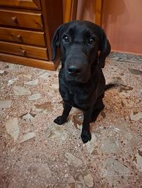 Cucciolo di labrador