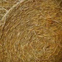 Paglia in rotoballe