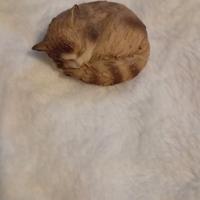 Artefice Ottanta-Gattino