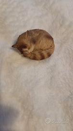 Artefice Ottanta-Gattino