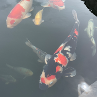 Carpe koi giapponesi