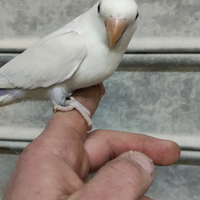 Inseparabile pallid viola all a mano