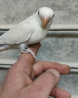 Inseparabile pallid viola all a mano