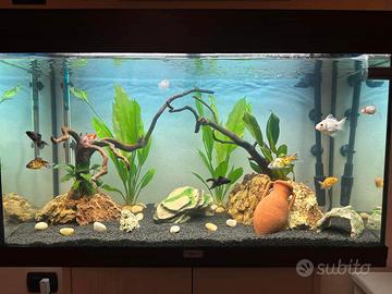 Acquario 50 litri + allestimento + pesci a scelta
