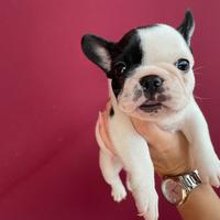 Cucciola bulldog francese