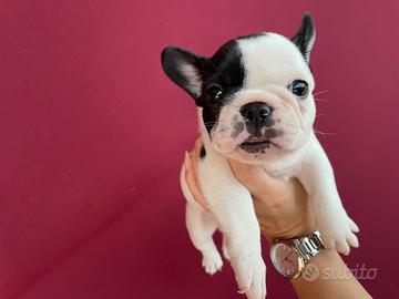 Cucciola bulldog francese