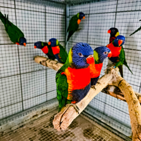 Pappagalli Lory arcobaleno