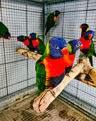 Pappagalli Lory arcobaleno