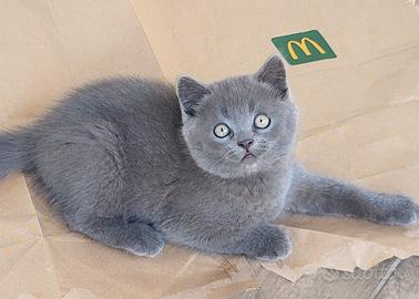 Cucciolata di scottish