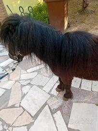 Cavallo