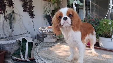 Cavalier king