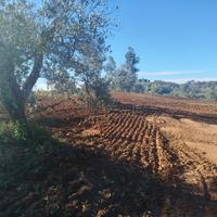 Oliveto produttivo in Toscana