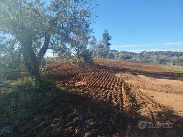 Oliveto produttivo in Toscana