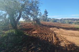 Oliveto produttivo in Toscana