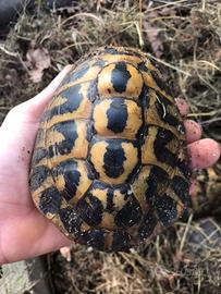 Tartaruga testudo hermanni maschi e femmine