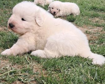 Cuccioli pastore maremmano abruzzese