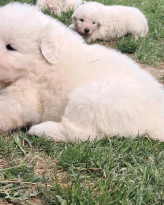 Cuccioli pastore maremmano abruzzese