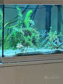 Acquario 70L