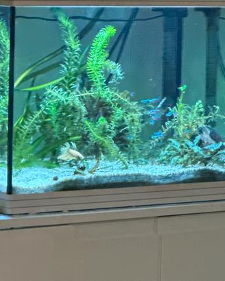 Acquario 70L