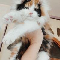 Maine coon meravigliosa