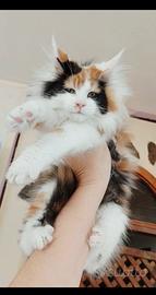 Maine coon meravigliosa