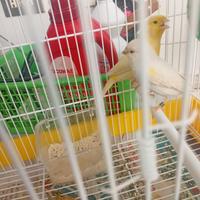 Coppia canarini con uova