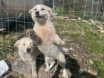 Coppia pastore belga e maremmano