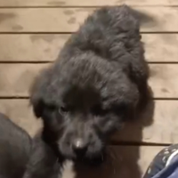 Cuccioli incrocio labrador e pastore tedesco