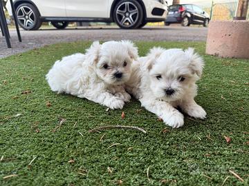 Cuccioli di maltese coreano Toy