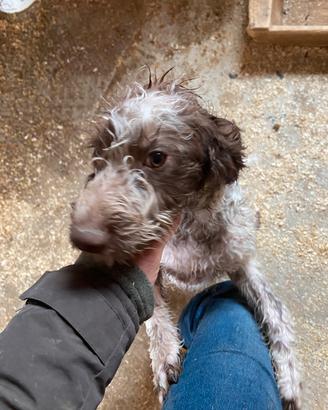 Cane da tartufo