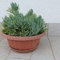 Pianta succulenta - Senecio mandraliscae
